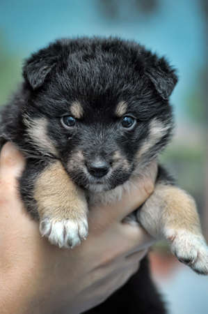 A person is holding a sweet small puppy の写真素材