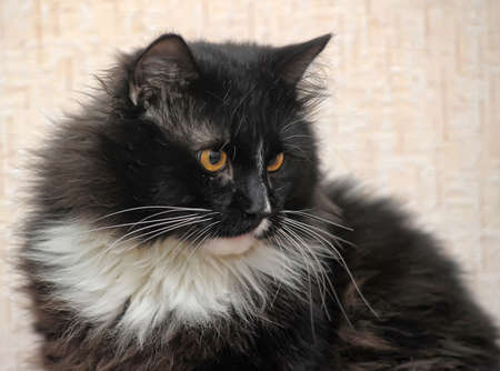 Black and white catの写真素材