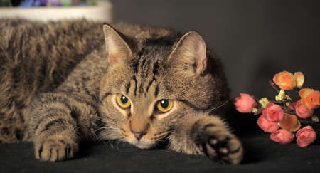 striped brown cat on a gray background and flowersの写真素材