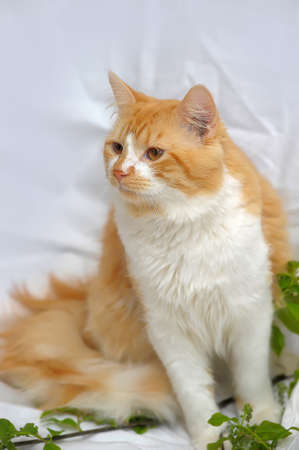 Ginger kitten and branchの写真素材