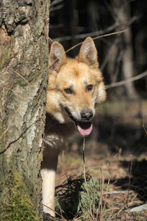 Portrait of crossbreed  german shepherd, beautiful young female 
