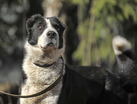 a large black and white crossbreed dog alabaiの写真素材