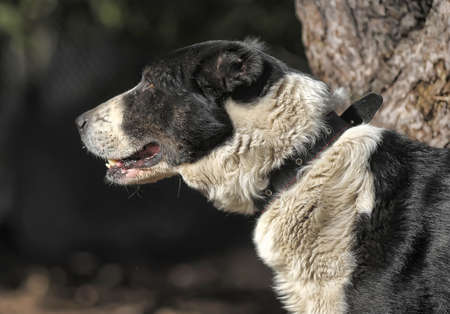 a large black and white crossbreed dog alabaiの写真素材