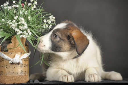 cute puppy and flower basketの写真素材