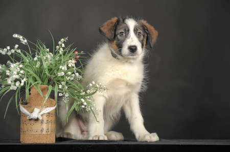 cute puppy and flower basketの写真素材