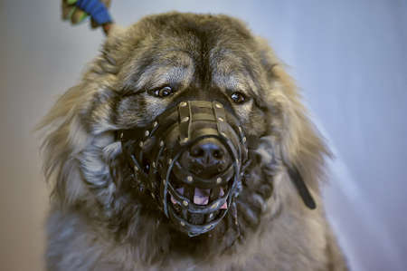 Caucasian Shepherd muzzledの写真素材