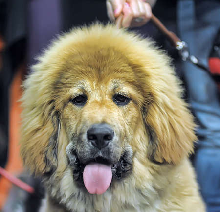 Tibetan mastiff puppyの写真素材