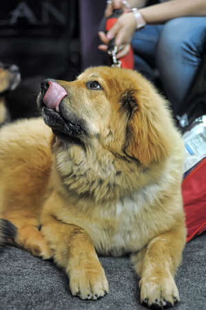 Tibetan mastiff puppy