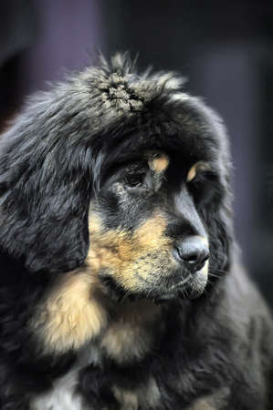 Tibetan mastiff puppyの写真素材