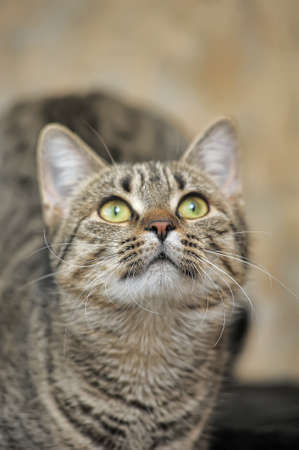 European shorthair tabby catの写真素材