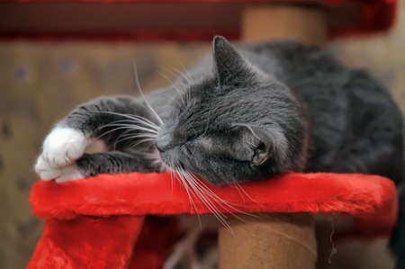 beautiful white cat with gray European Shorthairの写真素材