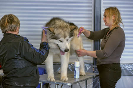 International dog showのeditorial素材