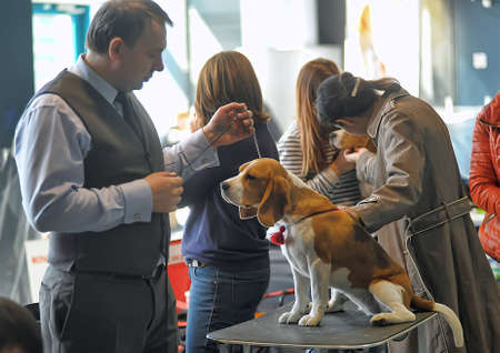 International Dog Show Spring Petersburg - 2014のeditorial素材