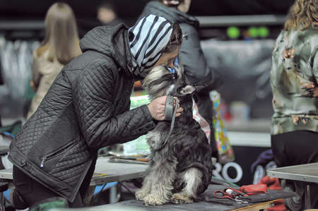 International dog showのeditorial素材