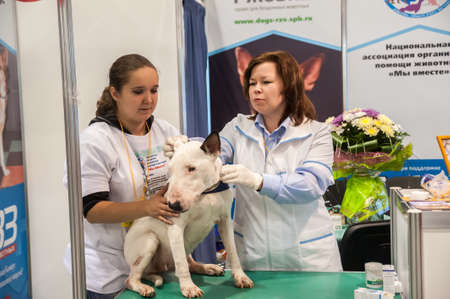 Veterinarian examining dog bull terrier, to demonstrate how to cope and care for pets at the exhibition of animals  Zooshow  Petreburge, Russiaのeditorial素材