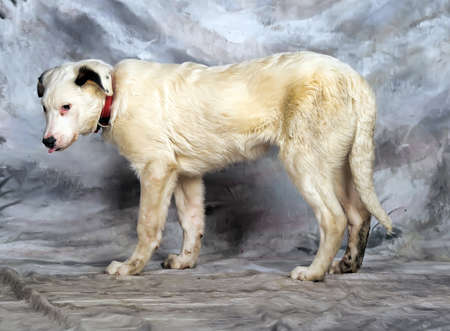 Beautiful, large, white with black spots puppy, pooch.