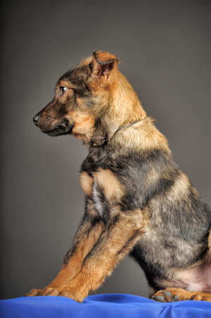 puppy on a gray backgroundの写真素材