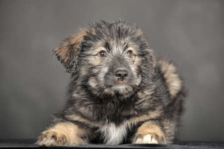 cute fluffy puppyの写真素材