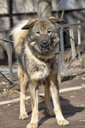 Large dog pooch muzzled outdoor 