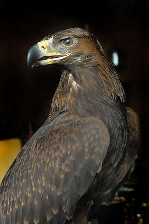 Brown Greater Spotted Eagle portrait on black  