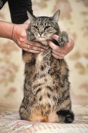 plump striped catの写真素材