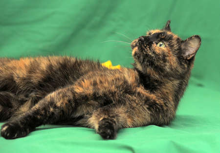 tortie cat on a green background