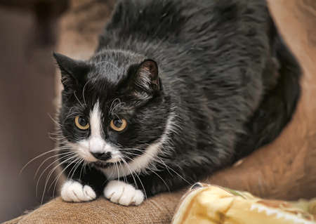 cute black and white catの写真素材
