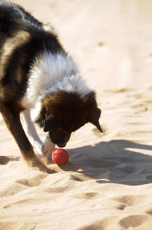 Dog runs and plays with a ball on the shoreの写真素材