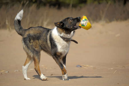Dog runs and plays with a ball on the shore