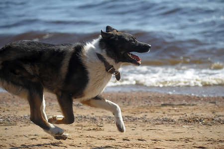 Dog runs and plays with a ball on the shoreの写真素材