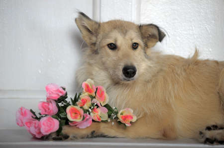 terrier mongrel dog with flowers in studio