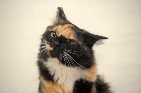 A beautifull female cat, with three colours.の写真素材