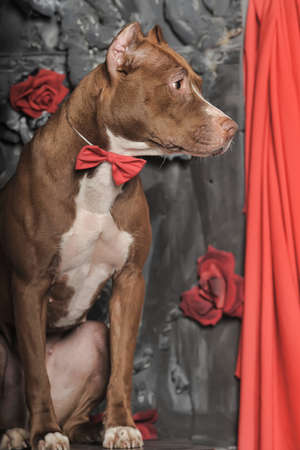 Brown and white pit bull terrier.の写真素材