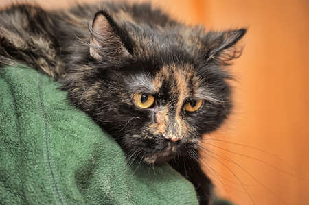 fluffy tortoiseshell catの写真素材