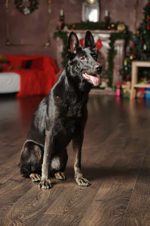 Beautiful black german sheepdog portrait.の写真素材