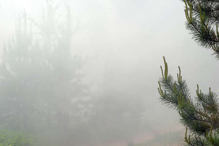 fog in a pine forest