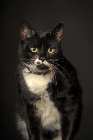 black and white catの写真素材