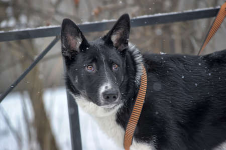 black and white crossbreed dog in winterの写真素材