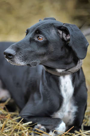 Outdoor shot of a black and white dog の写真素材
