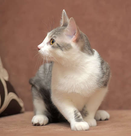 white with gray kitten with beautiful yellow eyesの写真素材