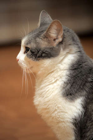 A Gray and White Catの写真素材