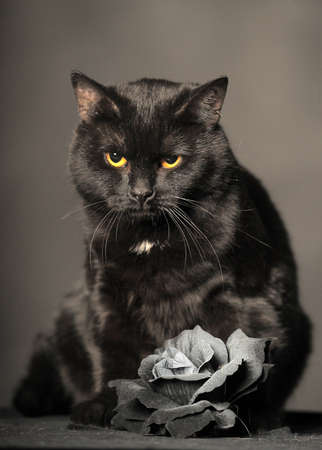black cat with a black roseの写真素材