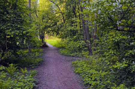 Pathway in spring forest