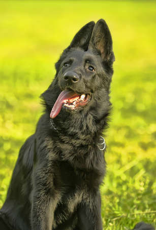 German shepherd puppy blackの写真素材