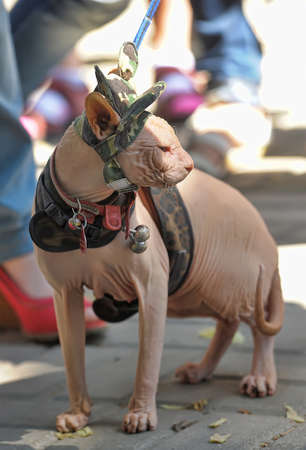 Sphynx cat clothing and funny hatの写真素材