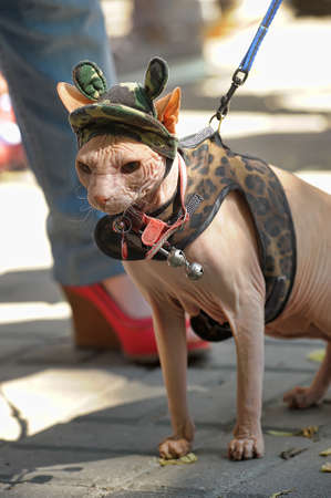 Sphynx cat clothing and funny hatの写真素材