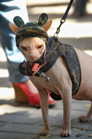 Sphynx cat clothing and funny hatの写真素材