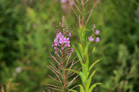 Fireweed .Shallow depth-of-field.blooming sally (Epilobium angustifolium);.の写真素材