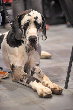 Black and white big dog.の写真素材