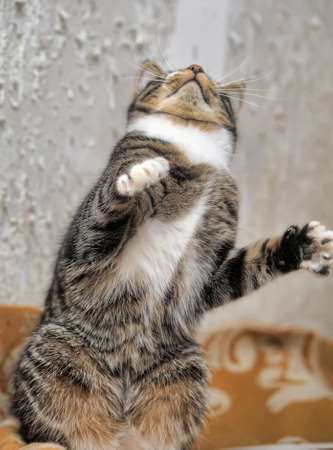 Striped playful young cat catches lifted paw の写真素材